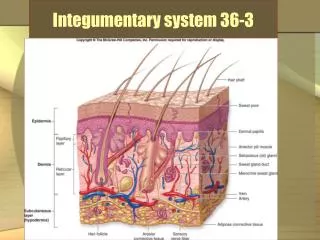 Integumentary system 36-3
