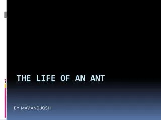 THE LIFE OF AN ANT