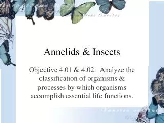 Annelids &amp; Insects