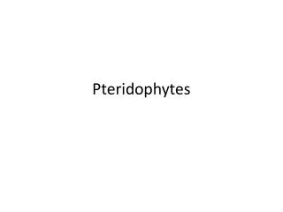 Pteridophytes