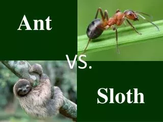 Ant