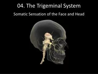 04. The Trigeminal System