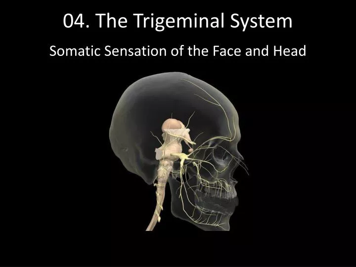 04 the trigeminal system