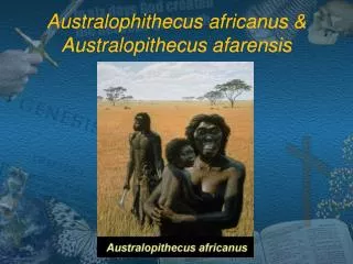 Australophithecus africanus &amp; Australopithecus afarensis