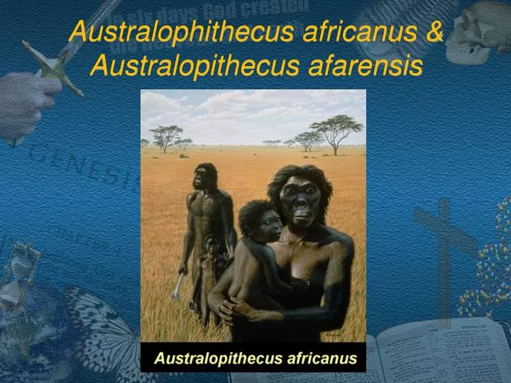australophithecus africanus australopithecus afarensis