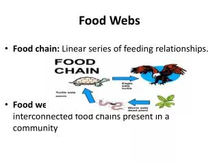 Food Webs