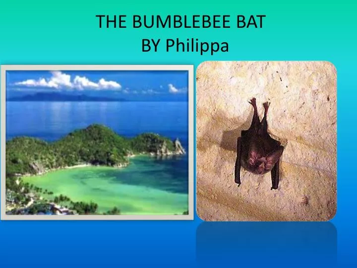the bumblebee bat by philippa
