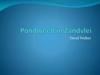 Pondweed in Zandvlei