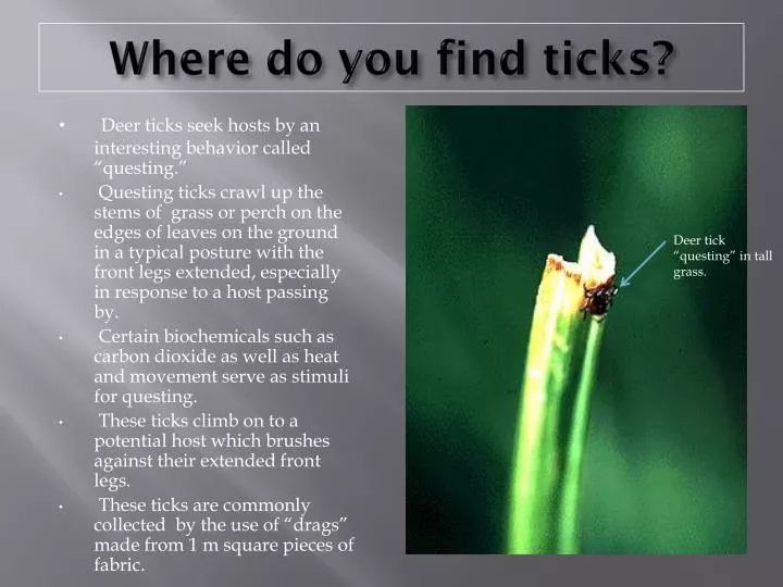 where do you find ticks