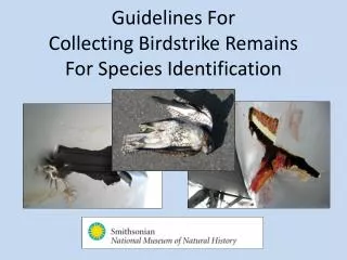 Guidelines For Collecting Birdstrike Remains For Species Identification