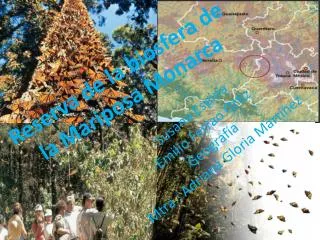 reserva de la biosfera de la mariposa monarca