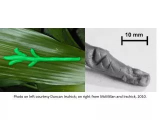 Photo on left courtesy Duncan Irschick; on right from McMillan and Irschick, 2010.