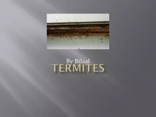 termites
