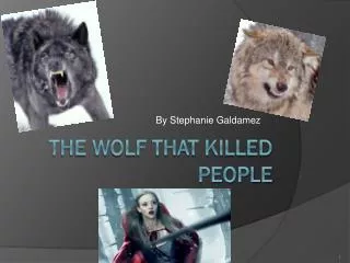 The Wolf that killed people