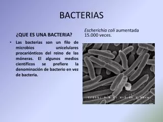 bacterias