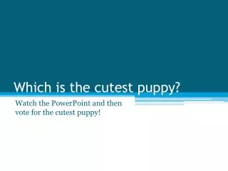 Which is the cutest puppy?