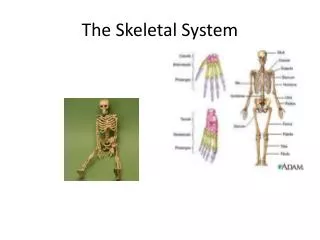 The Skeletal System