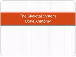 The Skeletal System Bone Anatomy