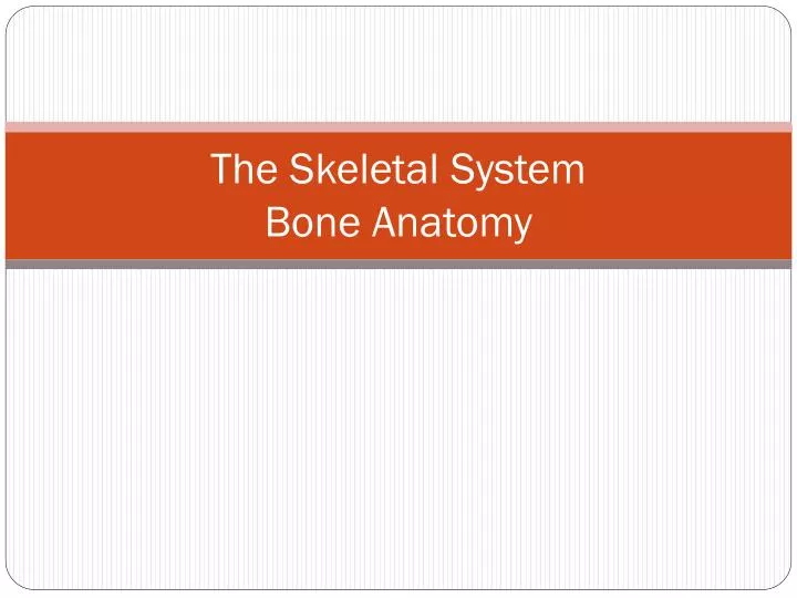 the skeletal system bone anatomy