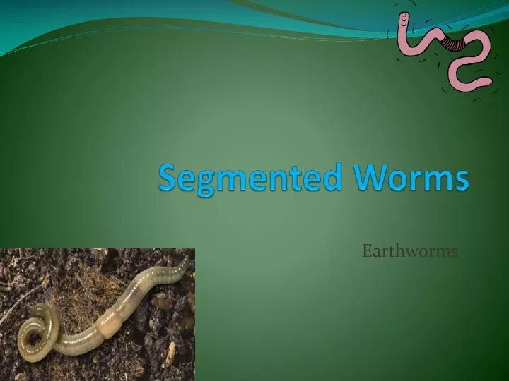 segmented worms