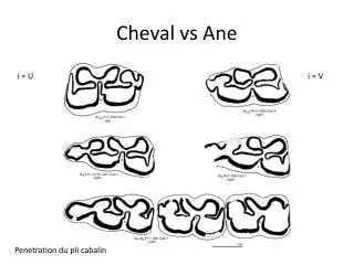 Cheval vs Ane