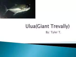 Ulua(Giant Trevally)