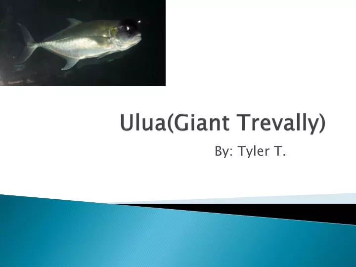 ulua giant trevally