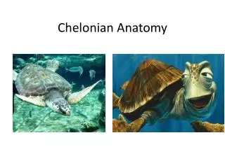 Chelonian Anatomy