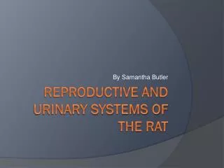 Reproductive and Urinary Systems of the rat