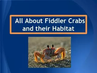 All About Fiddler Crabs and their Habitat