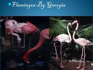 Flamingos By G eorgia
