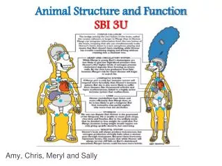 Animal Structure and Function SBI 3U