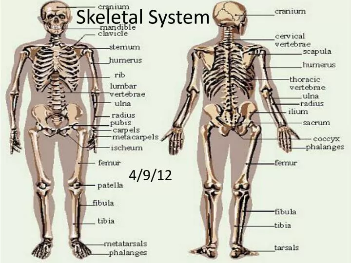 skeletal system