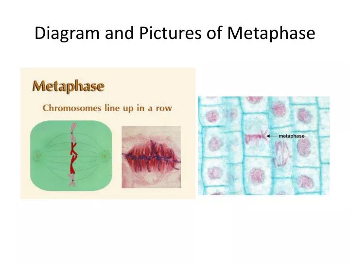 diagram and pictures of metaphase