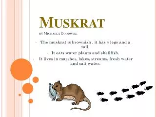 Muskrat by Michaela Goodwill