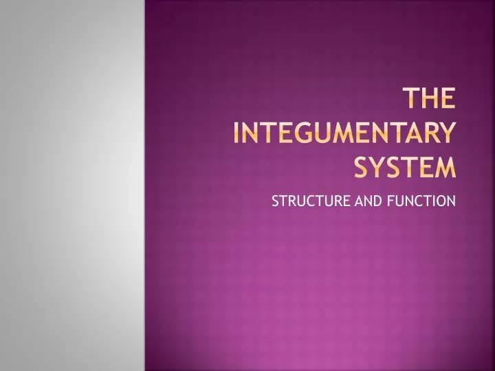 the integumentary system