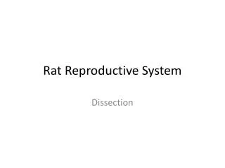 Rat Reproductive System