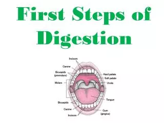 First Steps of Digestion