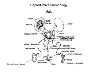Reproductive Morphology