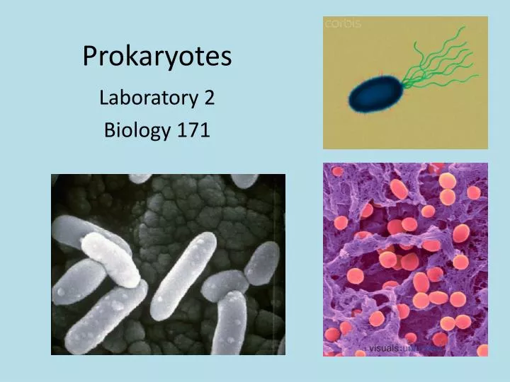 prokaryotes