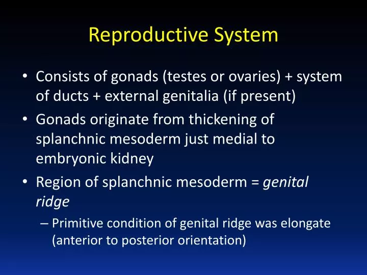 reproductive system