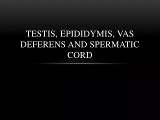 Testis, epididymis, vas deferens and spermatic cord