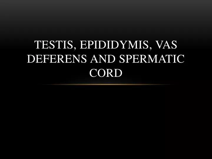 testis epididymis vas deferens and spermatic cord