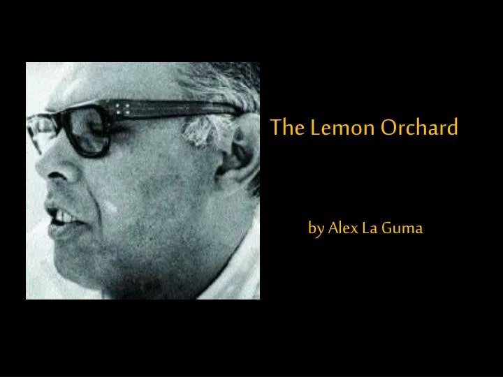 the lemon orchard