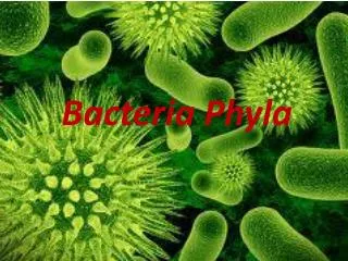 Bacteria Phyla