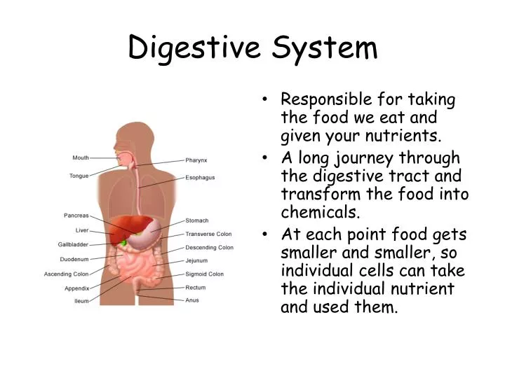 digestive system