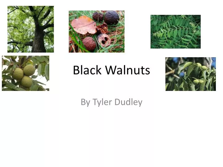 black walnuts