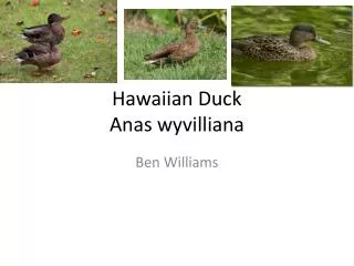 Hawaiian Duck Anas wyvilliana