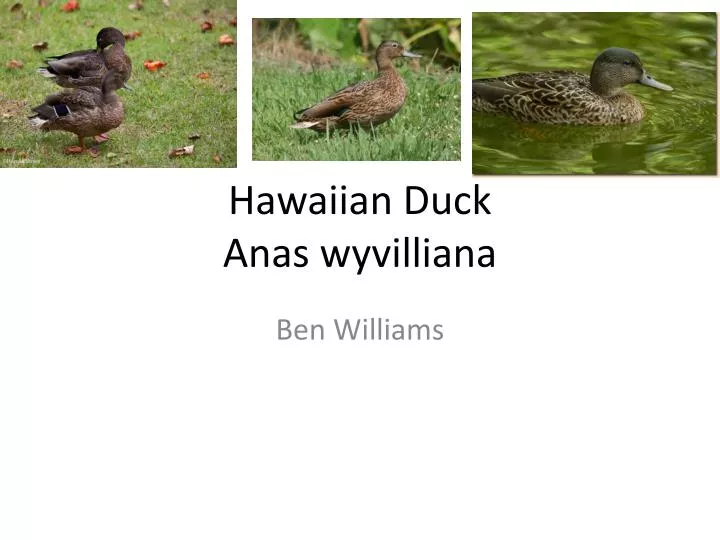 hawaiian duck anas wyvilliana