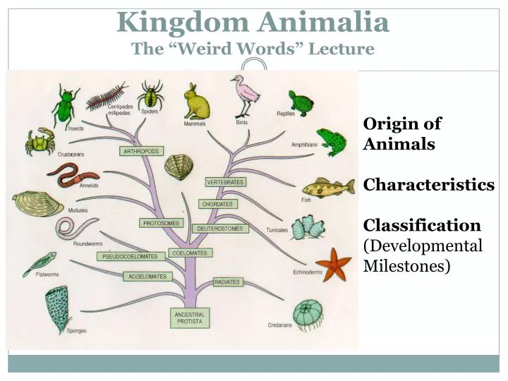kingdom animalia the weird words lecture